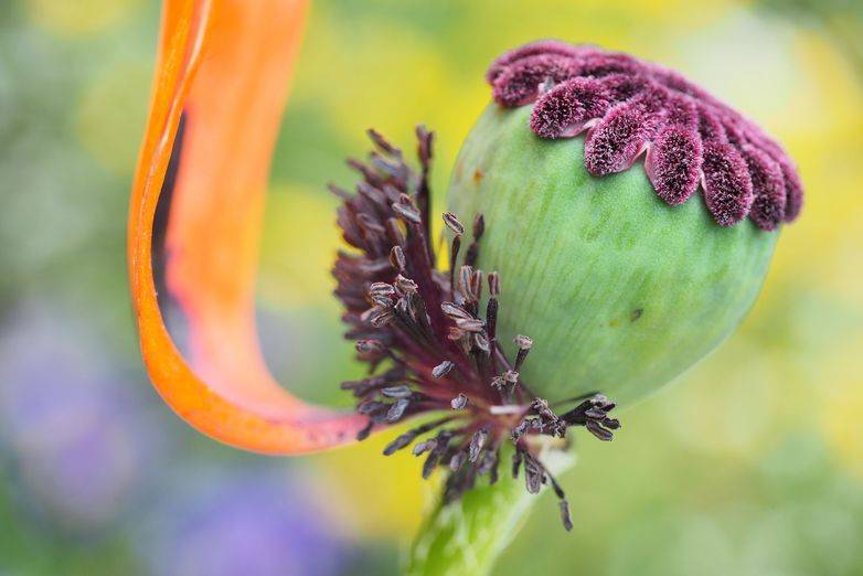 exposition jardin des plantes